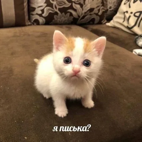 Котёнок спрашивает «Я писька?»