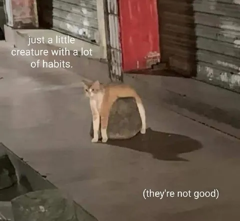 Cat With A Lot Of Habits
