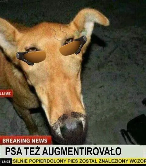 Pies w okularach augmentowanych