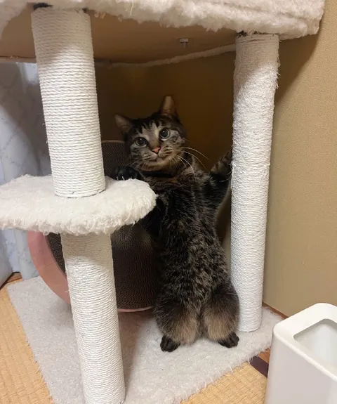Кот выглядывает из домика