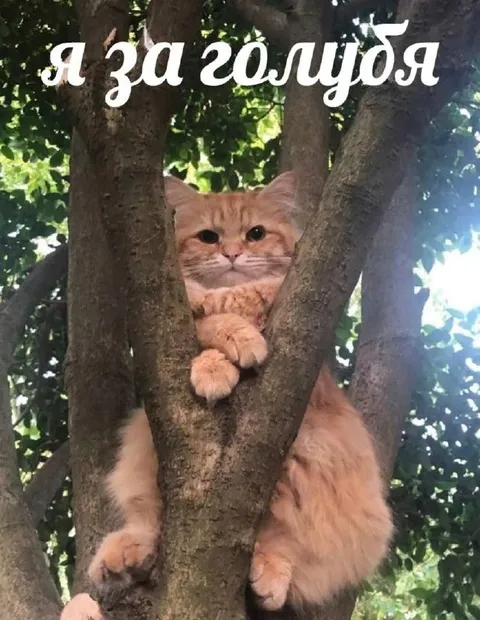 Кот за голиюдя