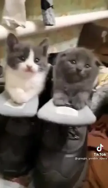 Котята в ботинках