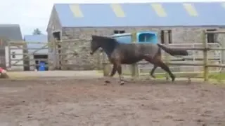 Лошадь убегает с фермы