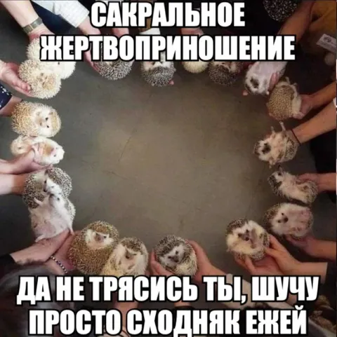Сакральное жертвоприношение ежей