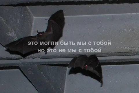 Летучие мыши могли быть мы