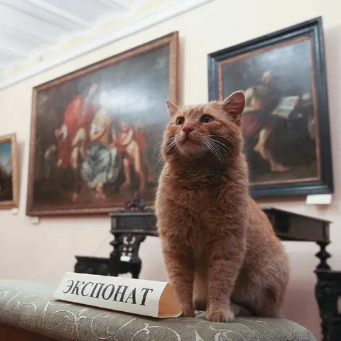 Кот-экспонат в музее