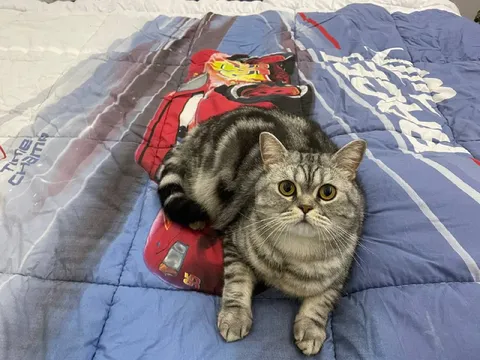 Кот занял одеяло админа