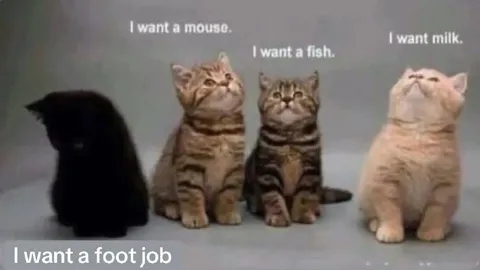 Cats Want Different Things