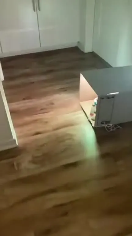 Коты на домашней вечеринке