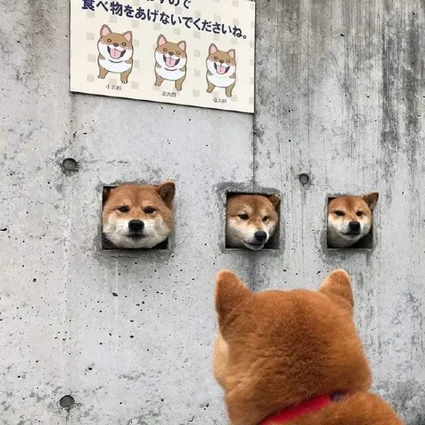 餌を待つ柴犬たち