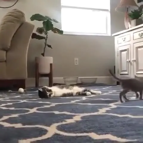 Котёнок бросает вызов коту