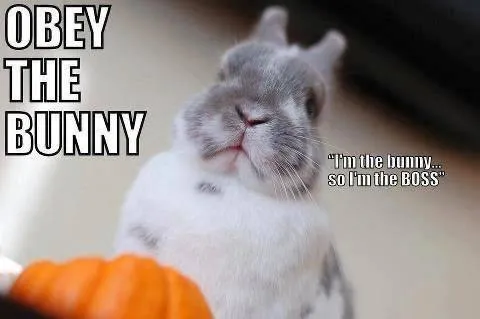 Obey the Bunny Boss