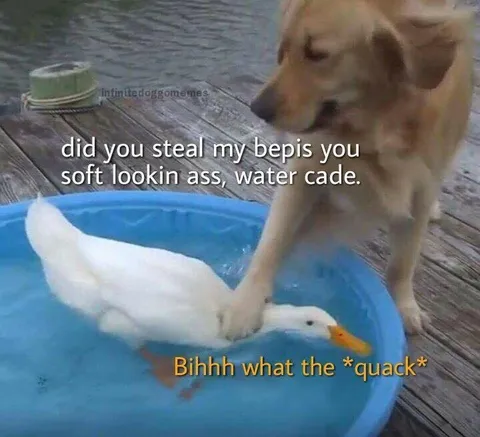 Dog Accuses Duck of Stealing Bepis