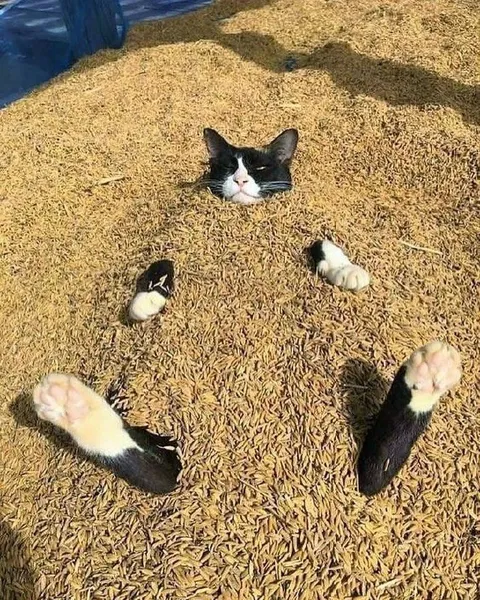Кот выглядывает из травы