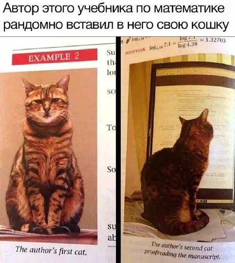 Кошка автора учебника по математике