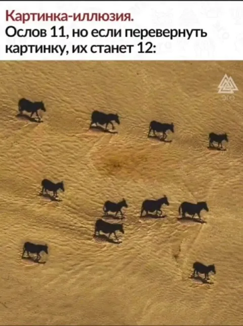 Иллюзия с ослами