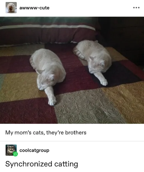 Synchronized Catting Brothers