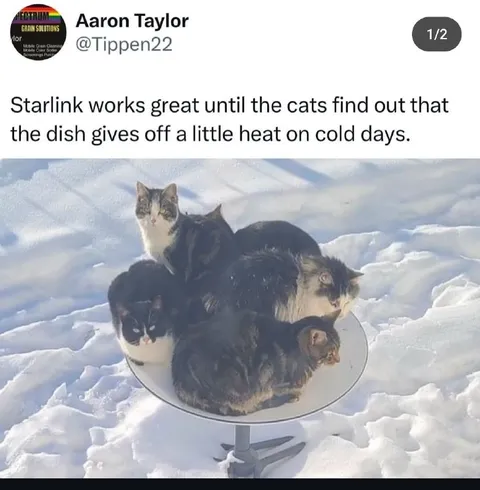 Cats Warm Up on Starlink Dish
