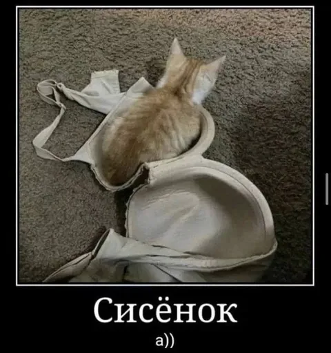 Сисёнок в лифчике