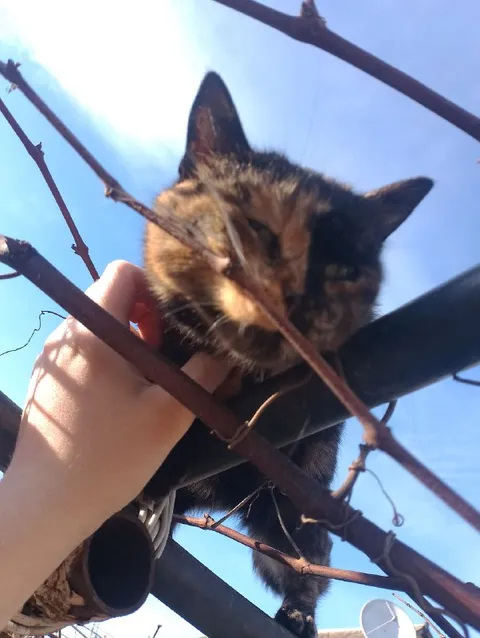 Кот застрял в ветках