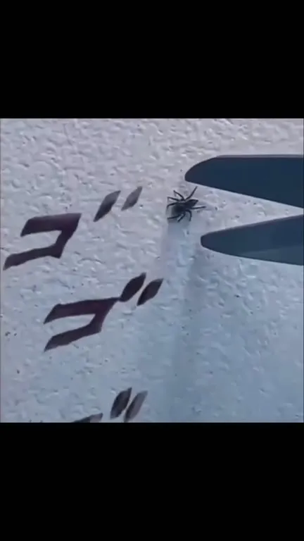 Spider Two Steps Late