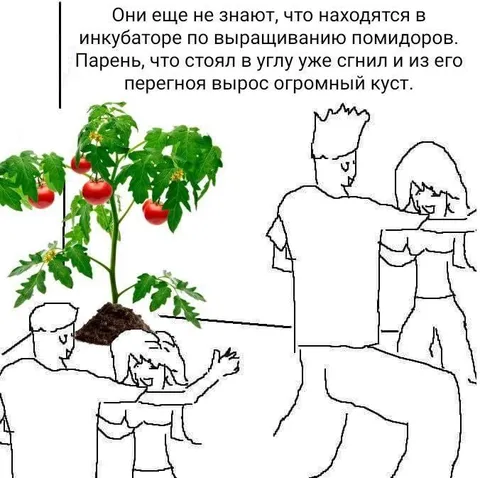 Инкубатор по выращиванию помидоров