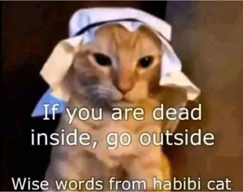 Habibi Cat Wise Words