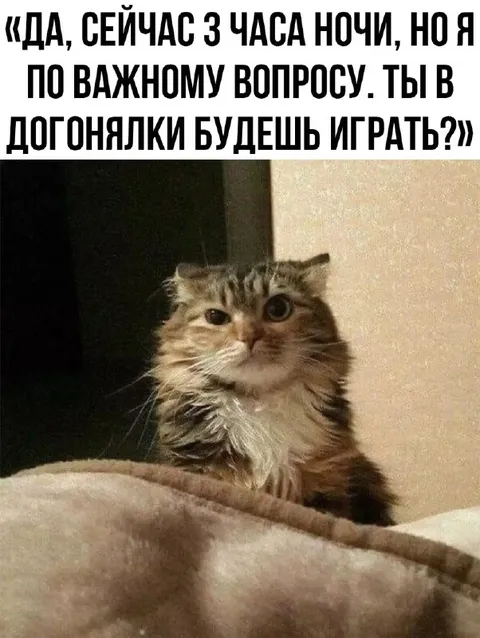 Кот зовёт играть ночью