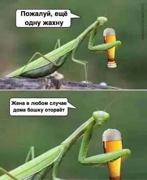Богомол выпивает перед женой