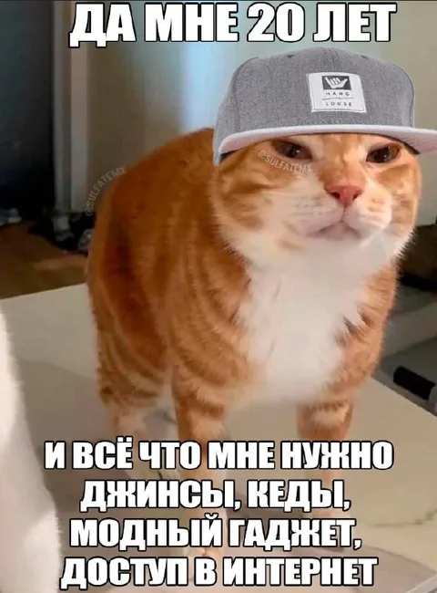 Коту двадцать лет