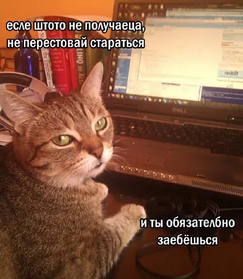 Кот за ноутбуком мотивирует