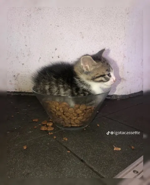 Котёнок в миске с кормом