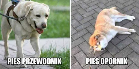 Pies przewodnik i pies opornik