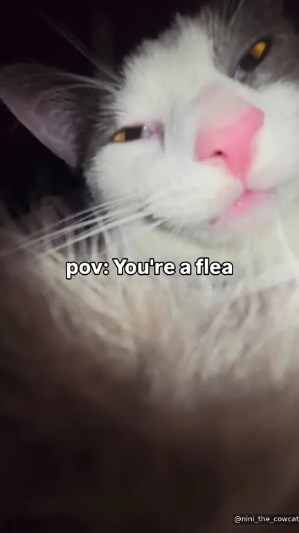 POV: You’re a Flea on a Cat