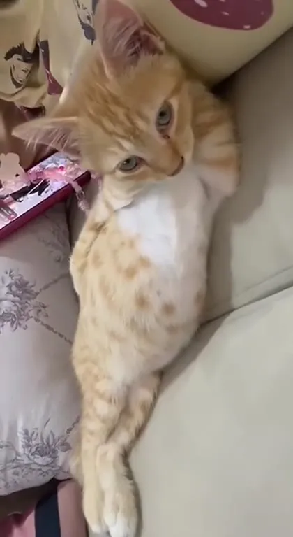 Котик лежит как человек