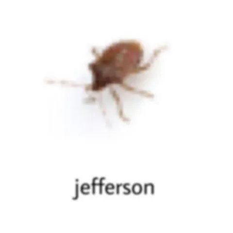 Mouse Named Jefferson