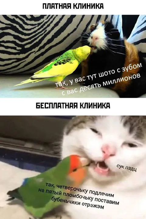 Платная и бесплатная клиника