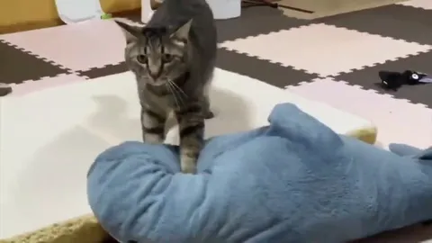 Кот атакует плюшевую акулу