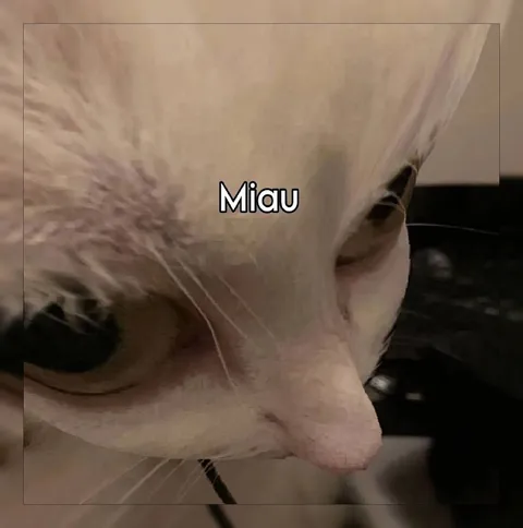Gato diciendo Miau
