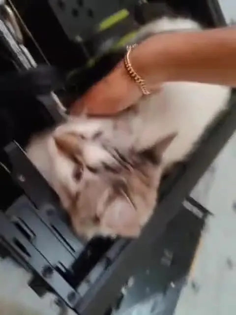 Кот поселился в компьютере