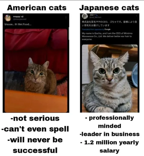 American Cats vs Japanese Cats
