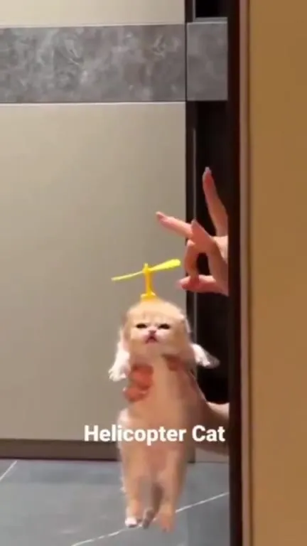 Helicopter Cat Takes Off