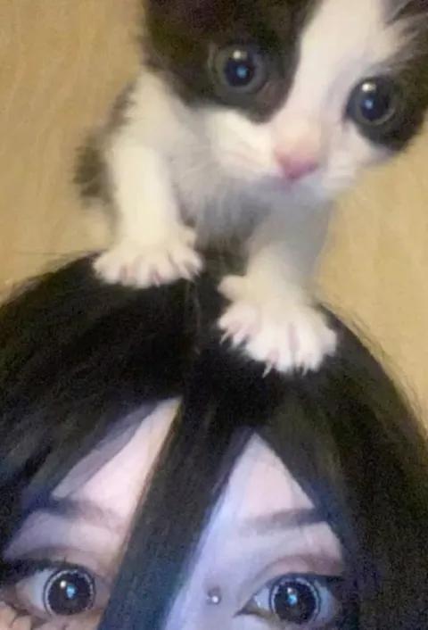 Котёнок на голове