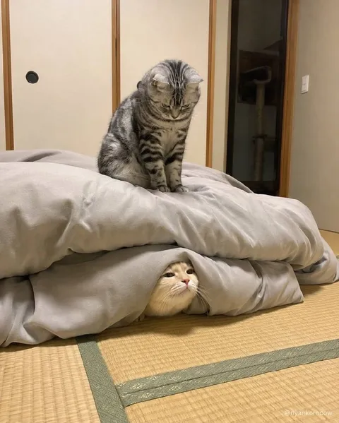 Кот под одеялом