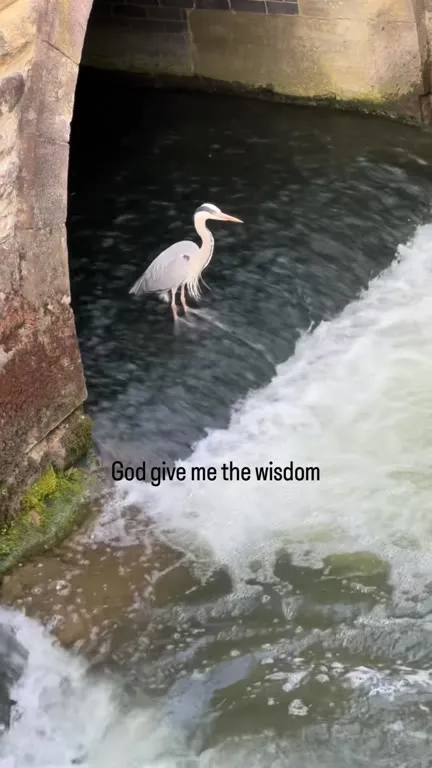 Heron Learns When to Resist