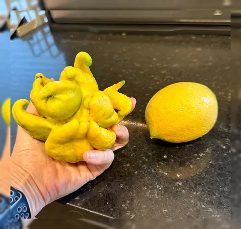 Лимон с характером