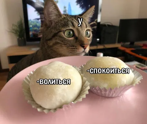 Кот выбирает между волнением и спокойствием