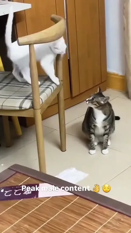 Peak male content cats compilation