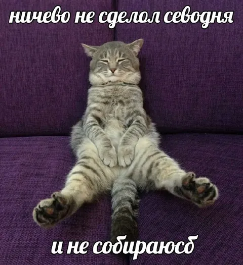 Кот ничего не сделал сегодня