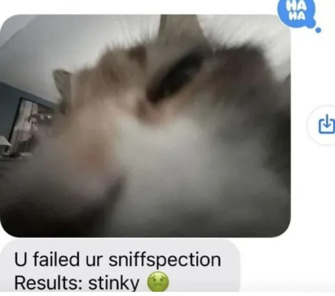 Cat Fails the Sniffspection